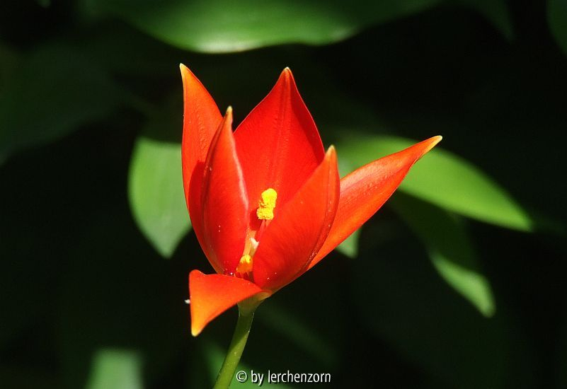 Sprengers Tulpe (Tulipa sprengeri)