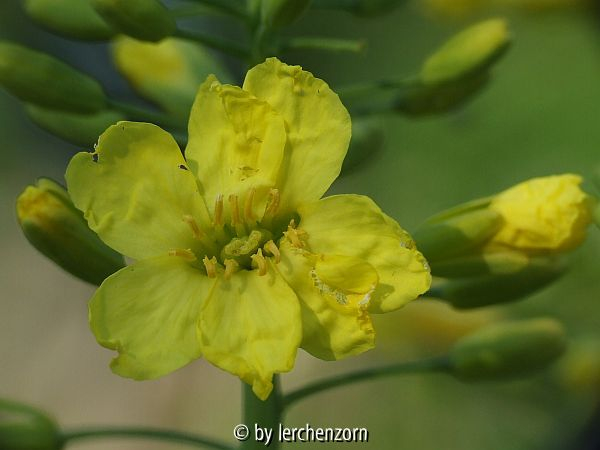 Grünkohl (Brassica oleracea var. sabellica), Blüte
