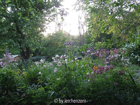 Akeleiengarten im Mai
