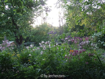Akeleiengarten im Mai