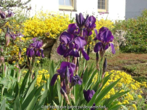 Iris media pflaumenfarbig