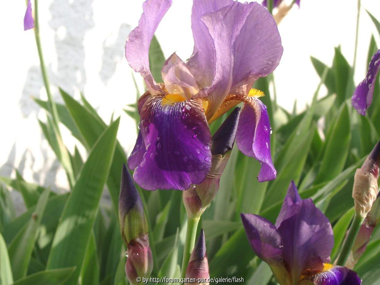 Iris bitone
