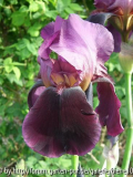 iris unbekannt.JPG