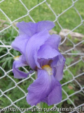 blüte unbek_.JPG