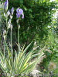 unbekannte variegata.JPG