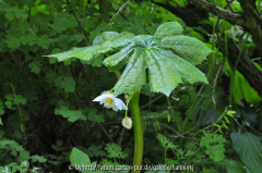 Dysosma