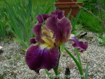 Blackcurrant 1998 Smith