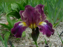 Blackcurrant 1998 Smith