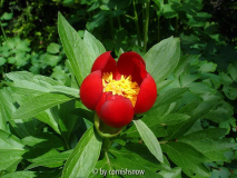 Paeonia peregrina