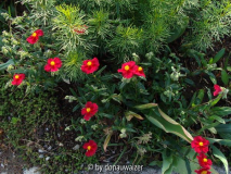 Heliantheum Red Orient
