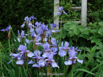 Iris sibirica