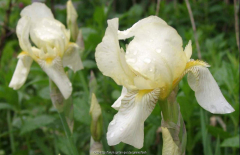 flavescens