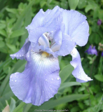 e fliederfarben, gr. Blüte