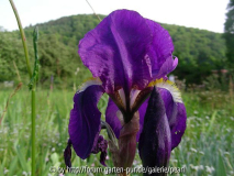 Iris x germanica ''Redouté'' eine seitli