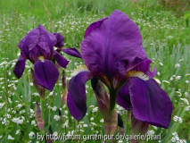 Iris x germanica ''Redouté'' zwei