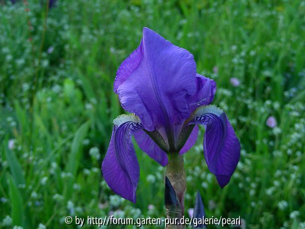 Iris x germanica eintonig blau zart