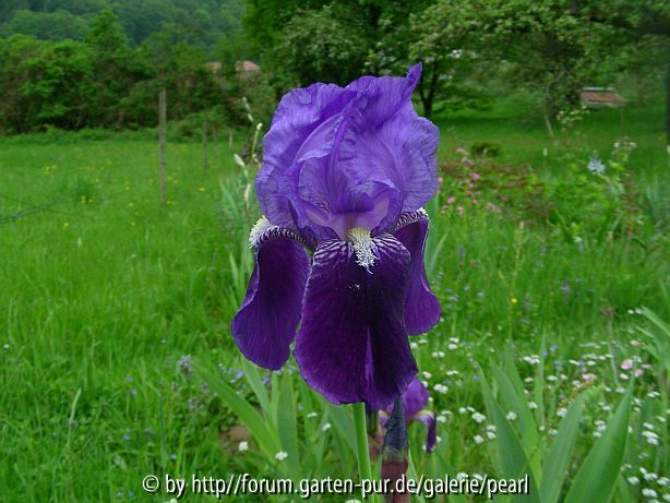 Iris x germanica blaue Bitone