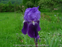 Iris x germanica blaue Bitone