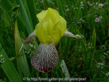 Iris variegata mit Feldsalat vorne