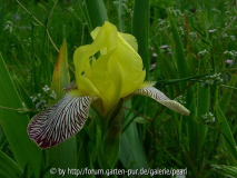 Iris variegata mit Feldsalat seitlich