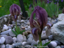 Iris mellita