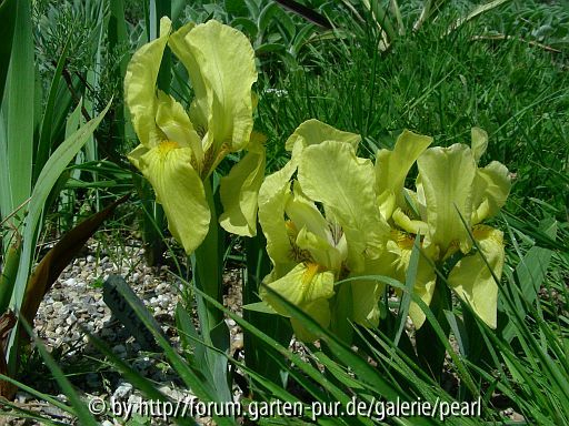 Iris lutescens vermutlich