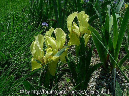 Iris lutescens