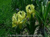 Iris lutescens