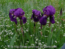 Iris x germanica ''Redouté''