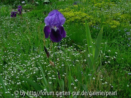Iris x germanica blaue Bitone mit Redouté