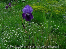 Iris x germanica blaue Bitone mit Redouté