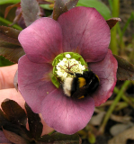 Hummel an Helleborusblüte