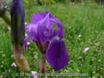 Iris pallida var. cengialti fo. illyrica von Simon