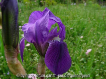 Iris pallida var. cengialti fo. illyrica von Simon