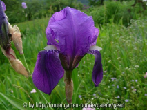 Iris pallida var. cengialti fo. illyrica von Simon