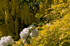 Gelber Garten der Baumschule Schwieters