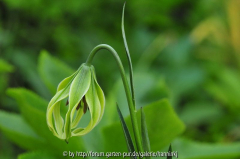 Lilium lophophorum