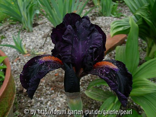 Devil May Care 2000 Black