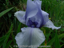 BB Am I Blue 1977 Denney frontal