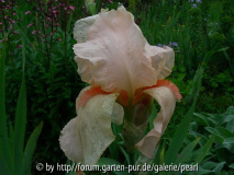 Rosenquarz 1960 Werckmeister