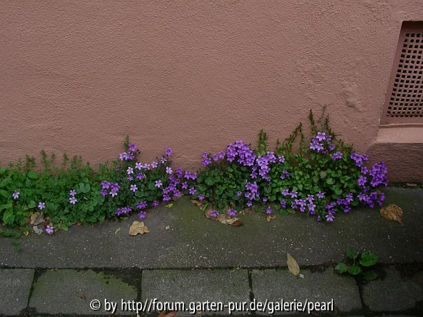 um die Ecke vom Haarlass Glockenblumen