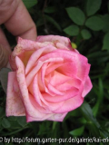 maman cochet beales