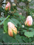 paul lédé knospe 09