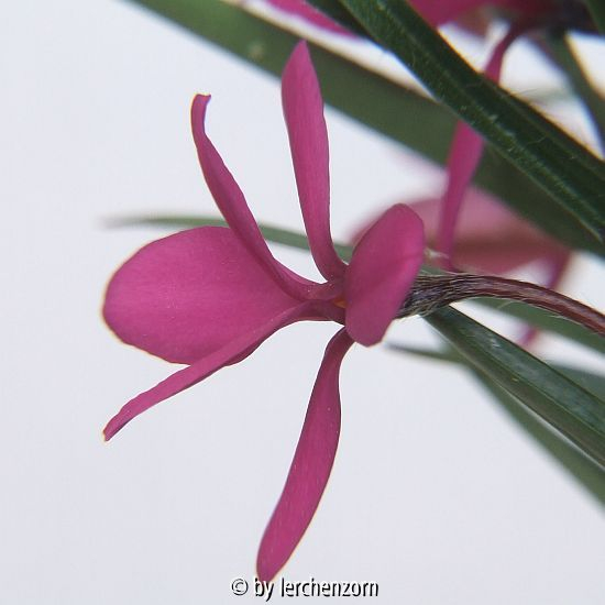 Burenstern (Rhodohypoxis baurii), evtl. die Sorte 
