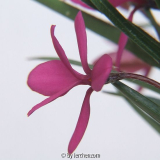 Burenstern (Rhodohypoxis baurii), evtl. die Sorte 