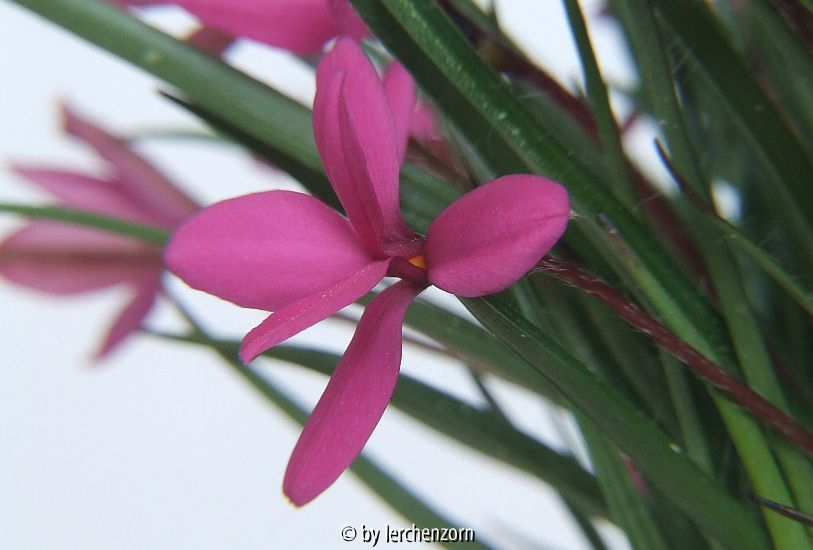 Burenstern (Rhodohypoxis baurii), evtl. die Sorte 