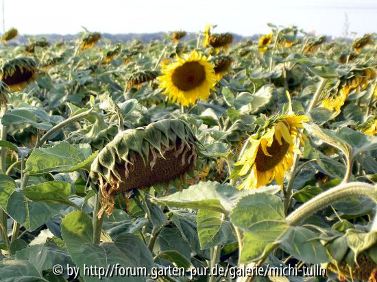 Sonnenblume2