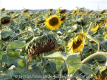 Sonnenblume2
