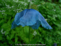 Meconopsis betonicifolia