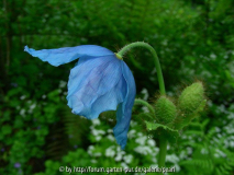 Blauer Mohn seitlich